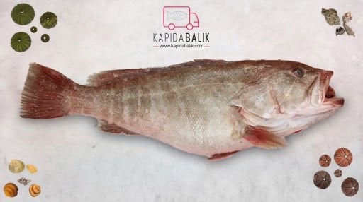 Taze Balık Satın Al | Günlük Avlanan Deniz Ürünleri Online