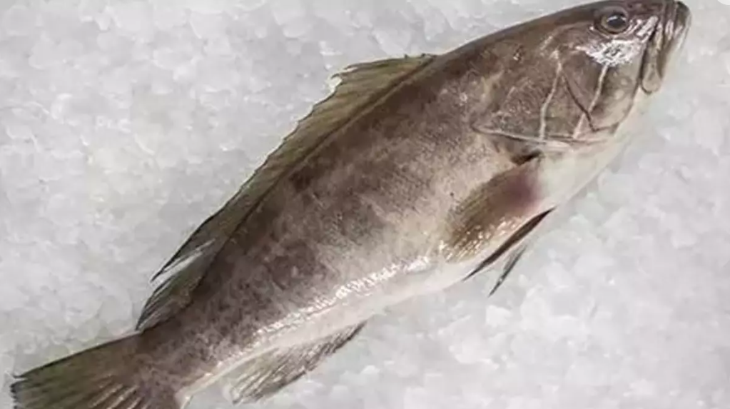 Taze Lagos Balığı Satın Al | Erdoğan'ın Tercihi, Lezzetli Beyaz Etli Balık