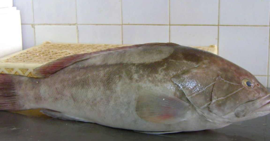 Taze Lagos Balığı Satın Al | Şubat-Mart Ayı Lezzeti (2-5 Kg)