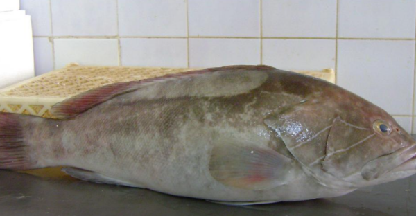 Taze Lagos Balığı Satın Al | Şubat-Mart Ayı Lezzeti (2-5 Kg)