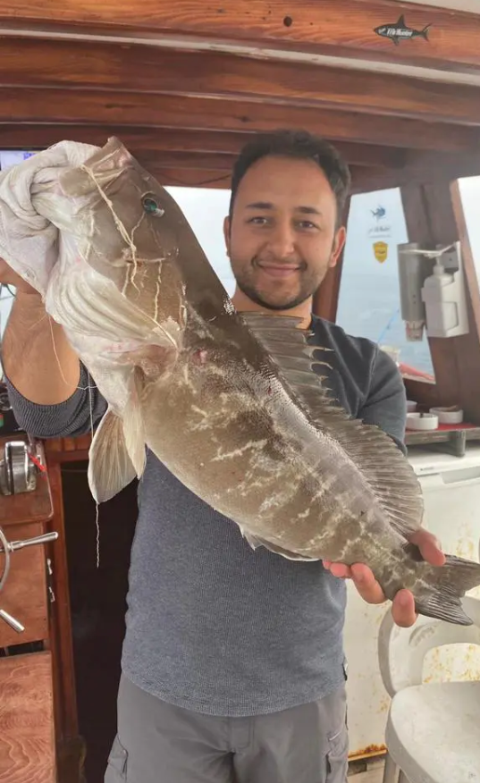 Taze Grida (Lagos) Balığı Satın Al | Lezzetli Akdeniz Avı
