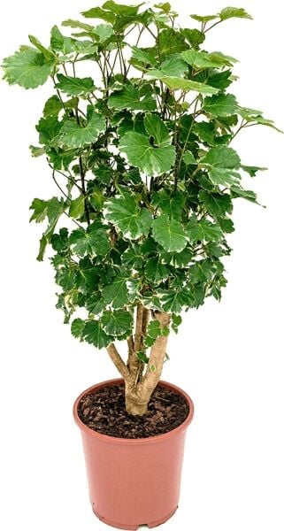 Yeşil Ahşap Meşe Saksıda Yapay Pelit Ağacı Meşe Palamudu 190 cm