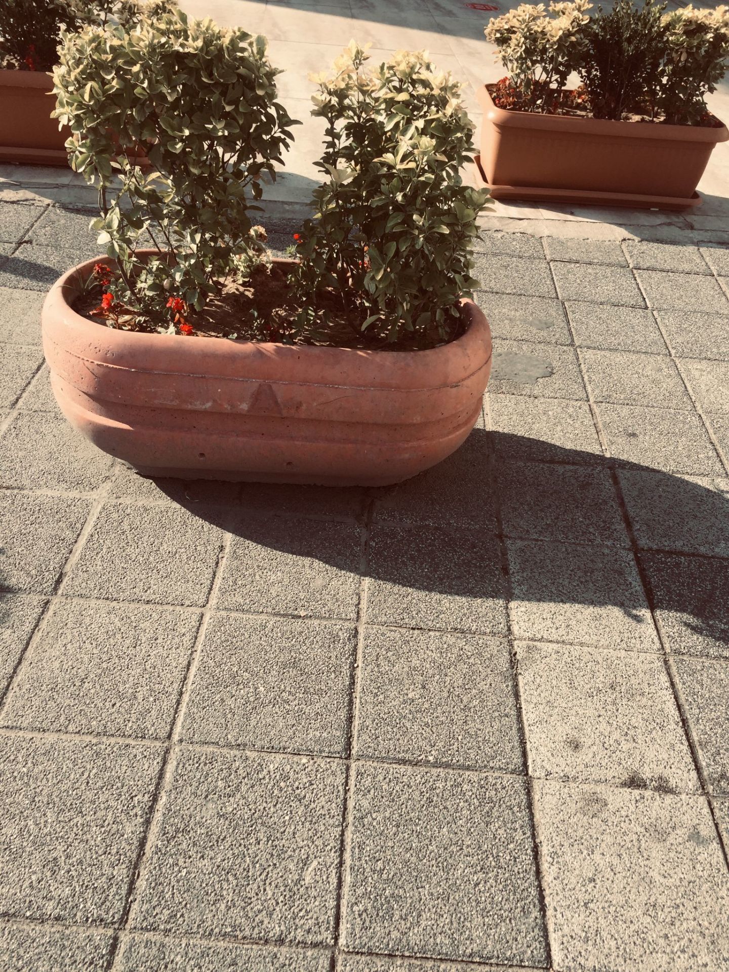 Quaraí Beton Saksı - Geniş Oval Tasarım