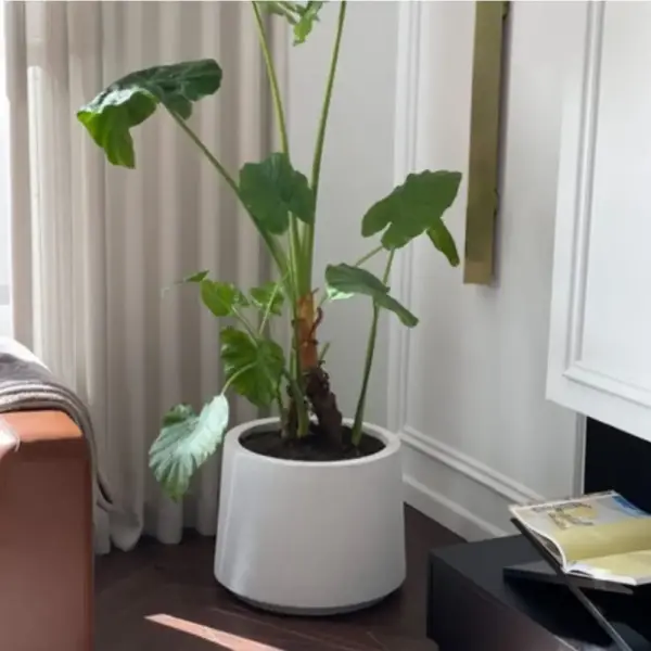 Modern Yuvarlak Beton Saksı – 30 / 55 / 75 Litre Dekoratif Bahçe ve İç Mekan Saksısı