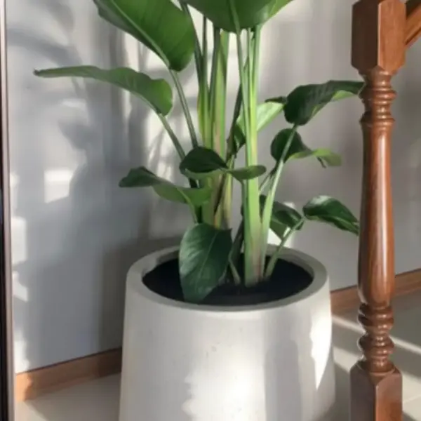 Modern Yuvarlak Beton Saksı – 30 / 55 / 75 Litre Dekoratif Bahçe ve İç Mekan Saksısı