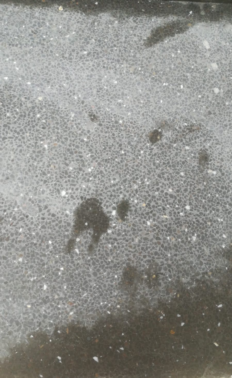 Drassyllus Terrazo Karo