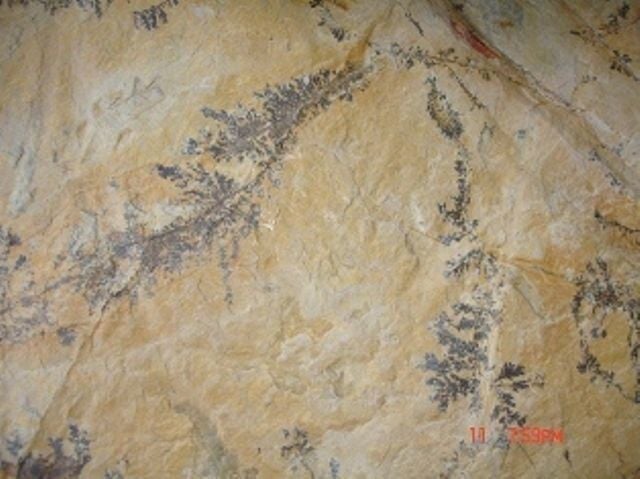 Fosilli Kayrak Taşı